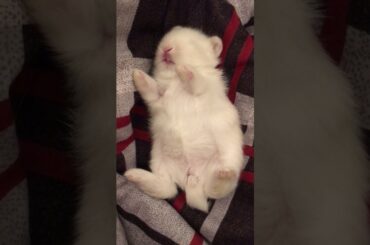 cute sleeping baby rabbit