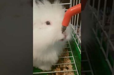 Worlds cutest bunny is drinking water