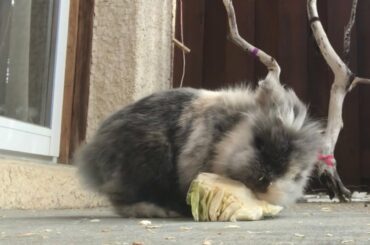Cute Rabbit Eating Cabbage