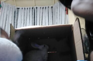 My cute Rabbit so soft (Jovi Ruth vlogs