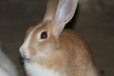 White#little#lovely rabbit baby 🐰