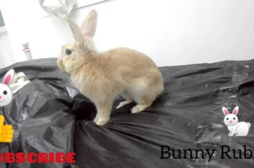 How cute, when my bunny was angry.