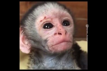 Cute baby animals Videos Compilation cute moment of the animals   Soo Cute