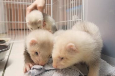 Cute baby animals Videos Compilation cute moment of the animals