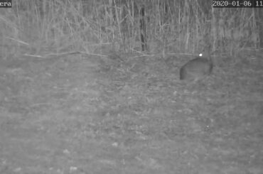 Boring video of a bunny in my back yard!