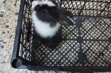 rabbit In a jail box