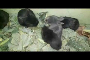 Rabbit Bunnies English Angora