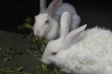 Meet my cute pets rabbit snow, well