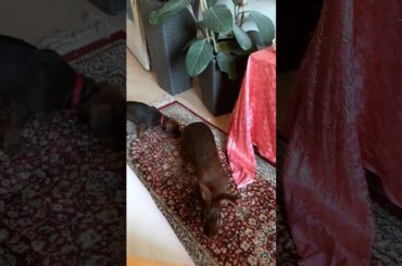 puppy and rabbit#playing