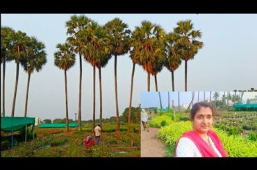 Daily vlog //nursery tour //sunday రోజు ఈవిధంగా గడిచింది, //పనులన్నీ పూర్తి చేసుకునే బయటకు వెళ్ళాళి