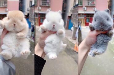 Rabbit Hamter: Cutest Funny Animals  Ep.6 | Top Family Animals 2020 | Aha TV