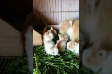 #Rabbit House #Pakistan