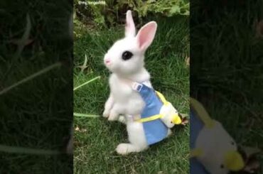 Cute Bunny WhatsApp status(4)