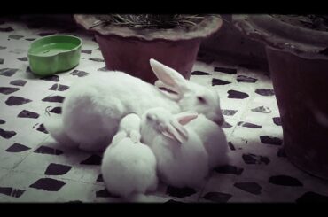 Motherh♡♡d | Florida White Rabbit |