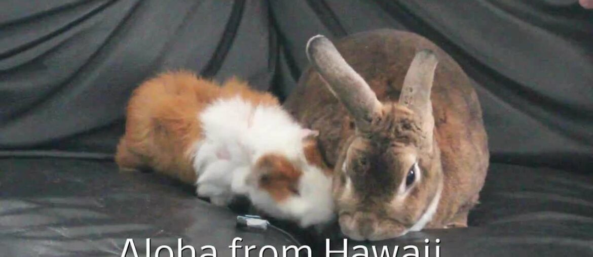 Happy guinea pig noises and cute bunny rabbit animal pets-Hawaii-oahurabbit789.