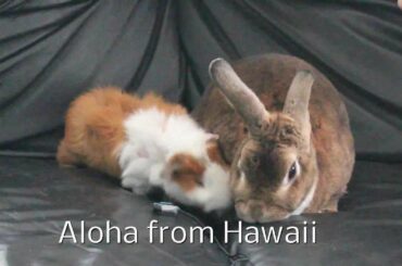 Happy guinea pig noises and cute bunny rabbit animal pets-Hawaii-oahurabbit789.