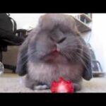 Cute bunny rabbit eating a strawberry