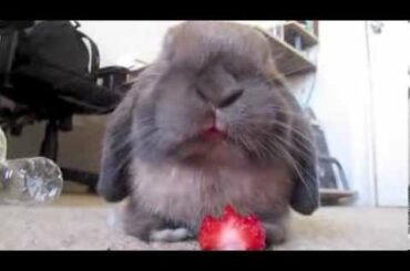 Cute bunny rabbit eating a strawberry