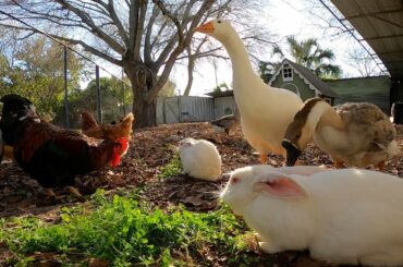 #GoProHERO8Black ❤️ I Love my Guard Goose, Rabbits, Ducks, Chickens Roosters, Geese | TexasGirly1979