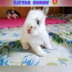 Cute bunny  | baby rabbit