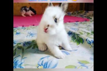 Cute bunny  | baby rabbit