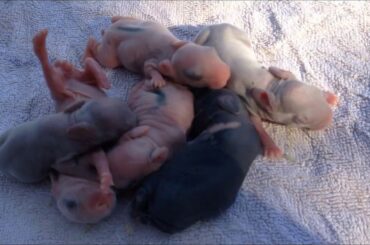 Baby Bunnies Grow Up! | Litter #8