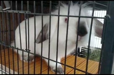 Lionhead Lop Rabbits