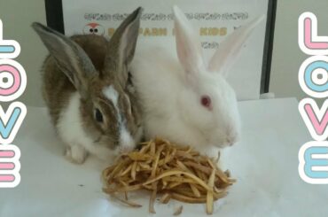 Rabbit eating potato shell ASMR #rabbit #bunny #pet
