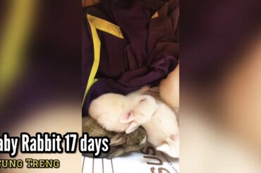 Baby Rabbit in 17 Days So Cute