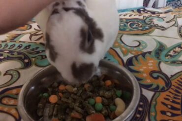 Cute Pet Rabbit 🐇