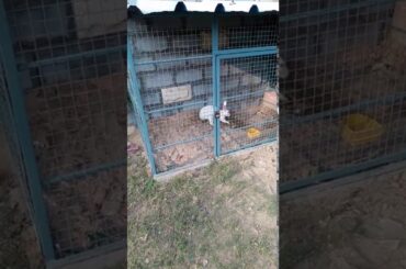 Cute Rabbit Digging a Hole