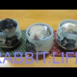 MOUSE LIFE   Funny sleep rabbit baby 3 cup 3 rabbit cute ❤️ ❤️ ❤️ うさぎの寝方