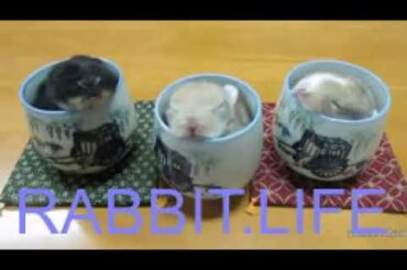 MOUSE LIFE   Funny sleep rabbit baby 3 cup 3 rabbit cute ❤️ ❤️ ❤️ うさぎの寝方