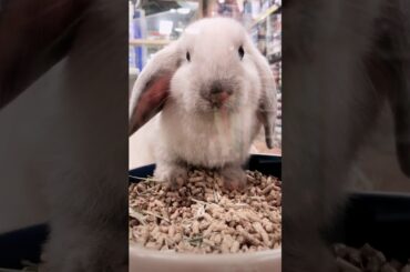 Sin embargo, otro lindo conejo. Yet another cute rabbit.