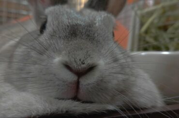 うさぎの鼻　ピクピク -Cute movement of rabbit nose-