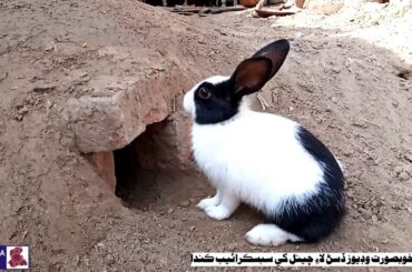 Sindhi Cute and Beautiful Rabbit (Khargosh) | Sindh Ja Rang