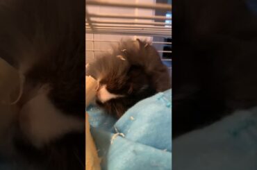 Baby rabbit eating banans