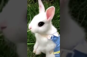 Cute Rabbit