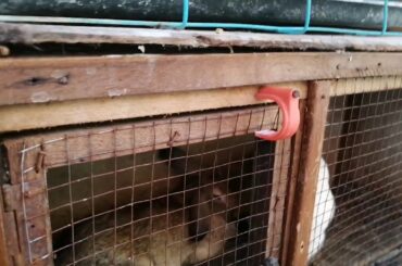 Rabbit 🐇🐇🐇🐇🐇