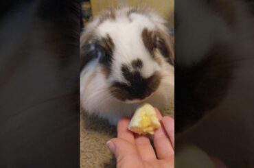 My bunny eating a banana ASMR