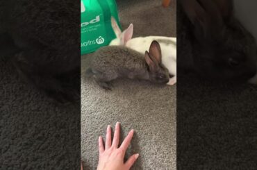 Our baby rabbits eating beans so cute