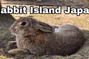[Cutest]Wild rabbit is sunbathing | Rabbit Island in Japan（大久野島/うさぎ島）