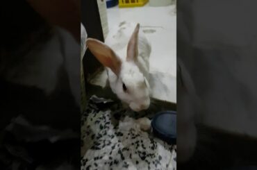 How is this cute rabbit 🐰🐰🐰🐰