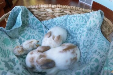 11-Day-Old Holland Lop Babies and a Tiny Peanut Bunny