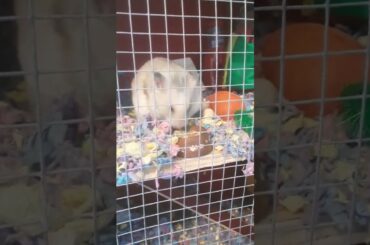 Relaxing hamster eating☺❤💓💞