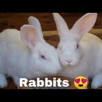 My Beautiful Rabbits 24.1.2020