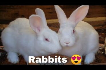 My Beautiful Rabbits 24.1.2020