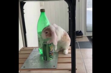 可愛寵物兔子 - cute rabbit 得意時間