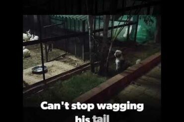 Cute Oscar meets rabbits for the first time