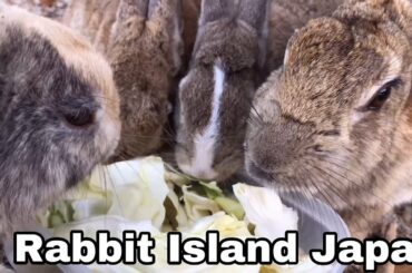 [ASMR]Rabbits eating cabbage | Rabbit Island in Japan（大久野島/うさぎ島）